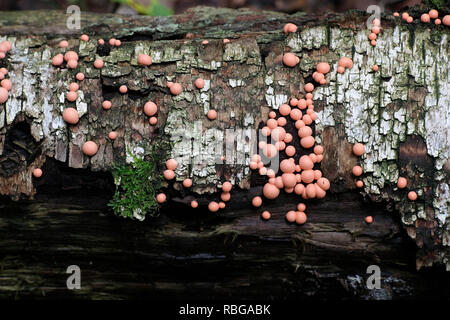 Lycogala epidendrum, commonly known as wolf's milk or groening's slime mold Stock Photo