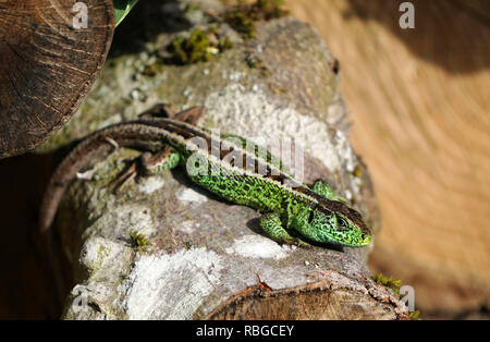 Male sand lizard, Lacerta agilis, strictly protected under UK law, be threatened with extinction Stock Photo