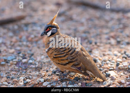 Wild Australian spinifex pigeon or Geophaps plumifera taken in MacDonnell Ranges NT Australia Stock Photo