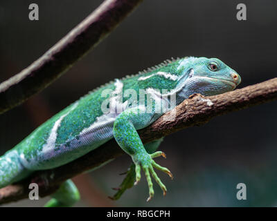 Fijian Crested Iguana or Brachylophus vitiensis a critically endangered species from Fiji Stock Photo