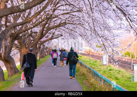 Narcissus field pathway with the Cherry Blossom tree background along Shiroishi river banks in Funaoka Castle Ruin Park, Sendai, Miyagi, Japan Stock Photo