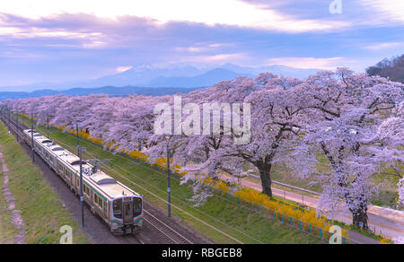 JR Tohoku railroad track with row of full bloom cherry tree along the Shiroishi river with mountain background in Funaoka Castle Park,Miyagi, Japan Stock Photo