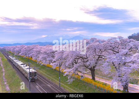 JR Tohoku railroad track with row of full bloom cherry tree along the Shiroishi river with mountain background in Funaoka Castle Park,Miyagi, Japan Stock Photo