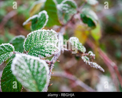 Frozen Leaves with hoar frost on top in winter landscape in Germany Stock Photo