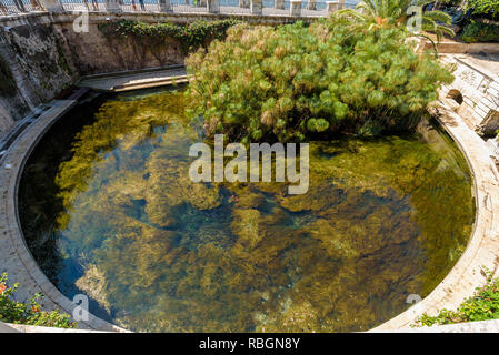 View of the famous natural Fountain of Arethusa in the waterfront of Ortigia island on a sunny and warm summer day, with crystal clear water and ducks Stock Photo