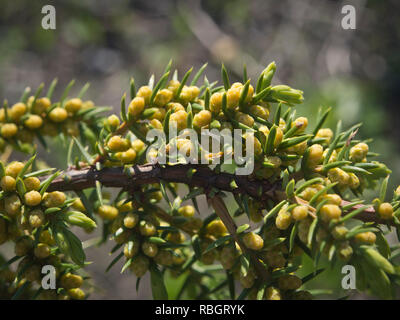 Budding flowers on a Junipers communis, the common juniper on Rambergoya, an island in the Oslo fjord Norway Stock Photo