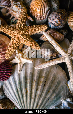 Shells and Starfish Collected from Beaches Stock Photo