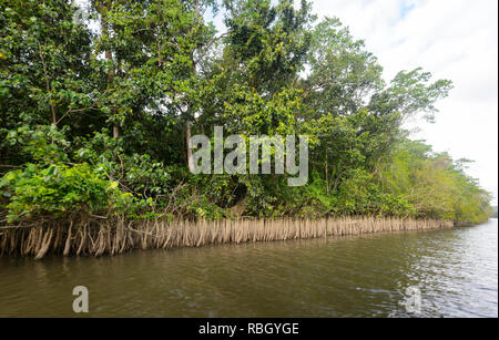 Exposed mangrove roots along the Daintree River, Daintree National Park, Wet Tropics, Far North Queensland, FNQ, QLD, Australia