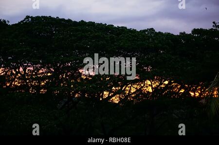 Sunset behind lots of trees Stock Photo