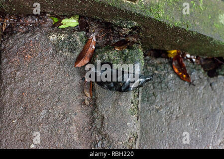 Black fallen leaf lying on ground. Dead and rotten dark leaves on concrete stair Stock Photo