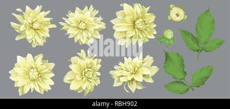 Vector flowers of yellow dahlia with buds and leaves isolated. A set of elements for design, wedding cards and invitations, holidays. Stock Vector