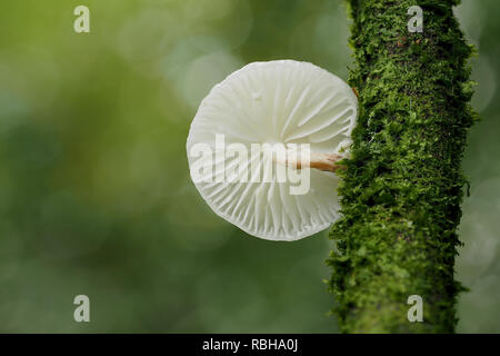 Porcelain fungus (Oudemansiella mucida) showing the gills on the underside. Tipperary, Ireland Stock Photo