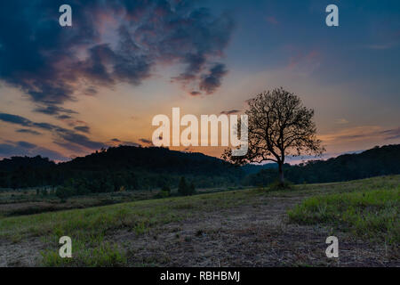 Single Aporosa villosa symbolic tree growing in the grassland of Tung Gamung, Chaiyaphum, Thailand Stock Photo