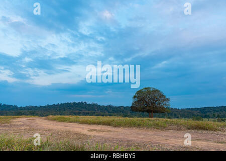 Single Aporosa villosa symbolic tree growing in the grassland of Tung Gamung, Chaiyaphum, Thailand Stock Photo