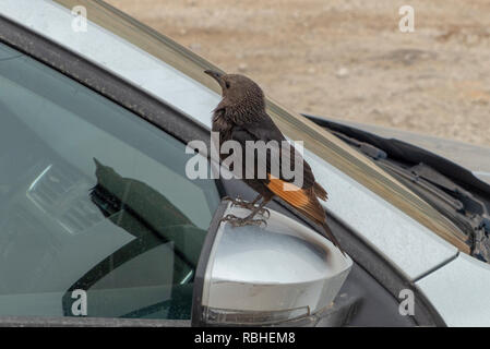 Israel, Dead Sea, male Tristram's Starling or Tristram's Grackle (Onychognathus tristramii)  being fed by tourists Stock Photo