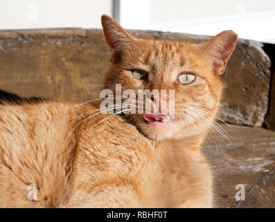 Ginger cat sticking his tongue out Stock Photo