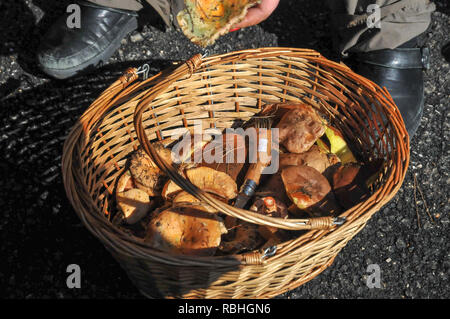 Freshly picked Edible Small Mushrooms in Wicker Basket Stock Photo