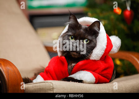 Festive photo of black cat in Santa Claus costume Stock Photo