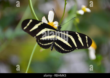 Zebra Longwing Butterfly (Heliconius charitonia) Stock Photo