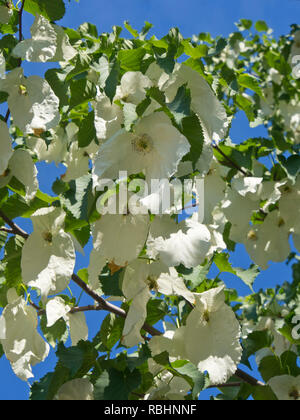 Davidia involucrata, the dove-tree is native to South Central and Southwest China but grows happily in the botanical garden in Oslo Norway Stock Photo