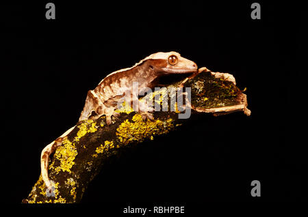 New Caledonian Crested Gecko (Rhacodactylus ciliates) Stock Photo