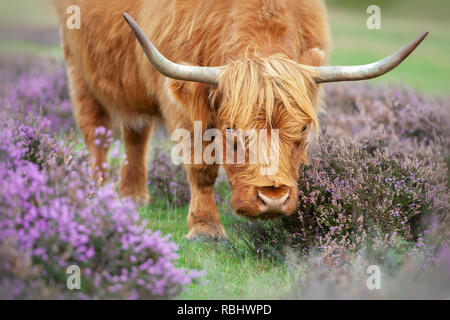 Close-up image of a highland cow amongst the summer purple heather in The New Forest National park, Hampshire, UK Stock Photo