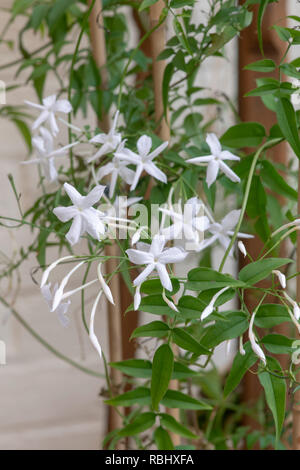 Jasminum officinale 'Clotted Cream'. Jasmine flowers Stock Photo