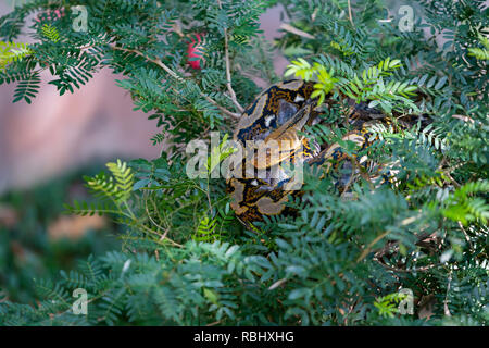 Colorful Asian rock python curling itself up on the tree top Stock Photo