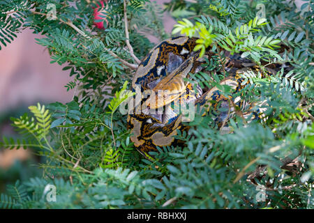 Colorful Asian rock python sticking tongue out while curling itself up on the tree top Stock Photo