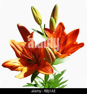 Flower to red lily close-up insulated on white background Stock Photo