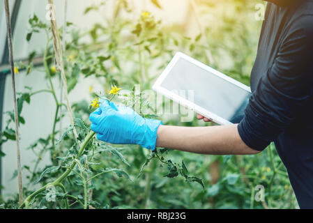 Woman specialist agronomist holding a tablet. Concept of environmentally friendly production on farms Stock Photo