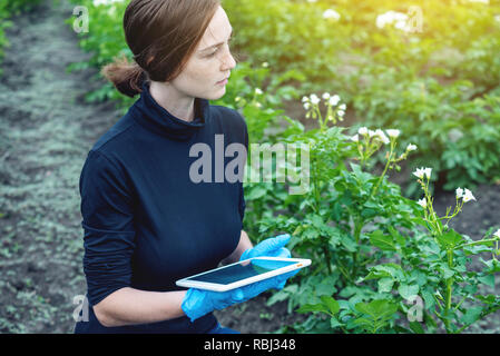 Woman agronomist specialist on the farm field using a tablet. The concept of quality control in the production Stock Photo