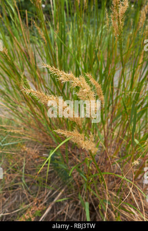 Achnatherum calamagrostis plants near a river Stock Photo