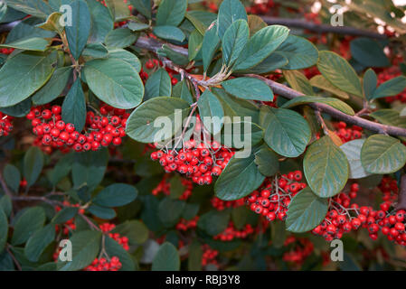 Cotoneaster lacteus branch with red berries Stock Photo