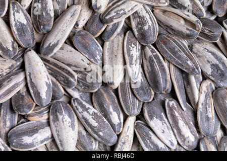 Many sunflower seeds toasted and with little salt. Stock Photo