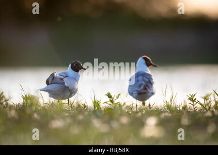 Black-headed Gull (Chroicocephalus ridibundus) two preening feathers at sunset. Lubana Wetland Complex. Latvia. Stock Photo