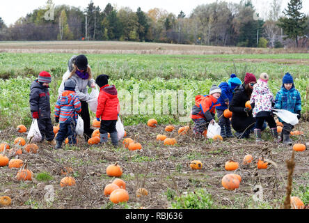 School children picking their halloween pumpkins from a field on a farm visit in Quebec, Canada Stock Photo