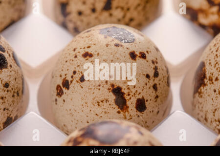 Several quail eggs in plastic packaging close-up Stock Photo