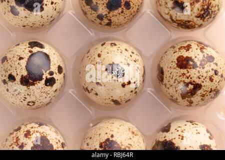 Several quail eggs in plastic packaging close-up Stock Photo