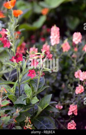 Nicotiana alata Perfume Red,syn Nicotiana affinis,scarlet red flowers,flower,flowering,scent,scented,perfume,perfumed,annuals,RM Floral Stock Photo