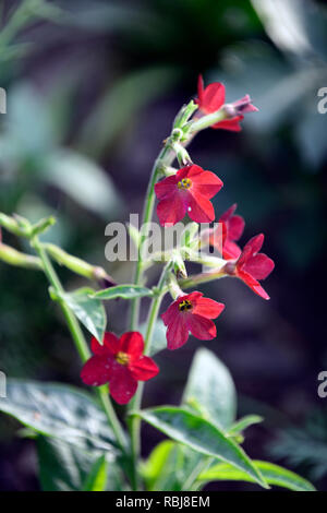 Nicotiana alata Perfume Red,syn Nicotiana affinis,scarlet red flowers,flower,flowering,scent,scented,perfume,perfumed,annuals,RM Floral Stock Photo