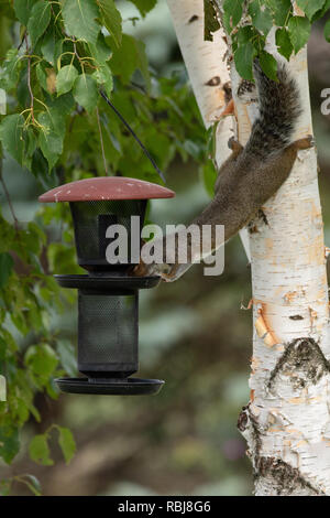 Pesky Squirrel at Bird feeder Stock Photo