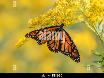 Monarch butterfly on goldenrod blossoms Stock Photo