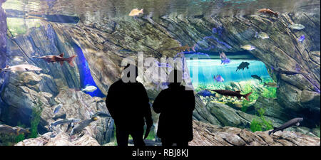 Silhouetted people looking at the Canadian Waters tank inside Ripley's Aquarium of Canada, Toronto, Ontario Stock Photo