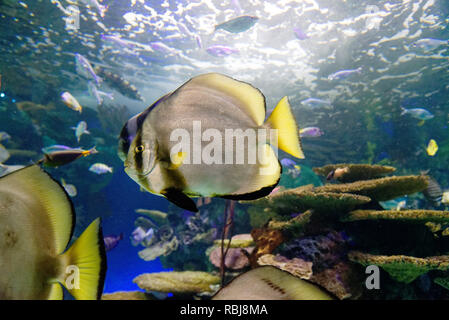 A Batfish (Platax pinnatus) inside Ripley's Aquarium of Canada, Toronto, Ontario Stock Photo