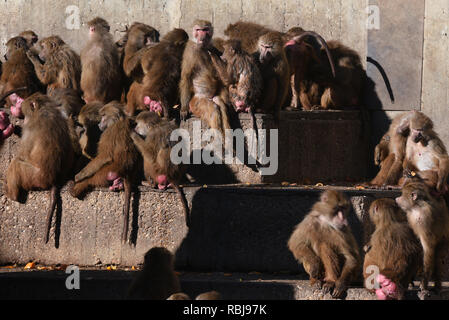 Madrid, Spain. 10th Jan, 2019. Olive baboons (Papio anubis) seen sunbathing to stay warm at Madrid zoo, where temperatures reached to 7º degrees during the afternoon hours. According to the AEMET state meteorology service, 30 provinces across Spain are due to receive ice-cold temperatures during the next days. Credit: Jorgs Sanz/Pacific Press/Alamy Live News Stock Photo