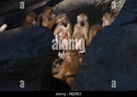 Madrid, Spain. 10th Jan, 2019. Olive baboons (Papio anubis) seen sunbathing to stay warm at Madrid zoo, where temperatures reached to 7º degrees during the afternoon hours. According to the AEMET state meteorology service, 30 provinces across Spain are due to receive ice-cold temperatures during the next days. Credit: Jorgs Sanz/Pacific Press/Alamy Live News Stock Photo