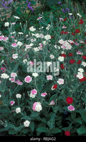 VARIOUS COLOUR FORMS OF ROSE CAMPION (LYCHNIS CORONARIA syn Silene coronaria is a species of flowering plant in the carnation family Caryophyllaceae Stock Photo