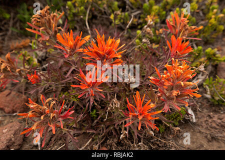 WA15741-00...WASHINGTON - Bright orange colored paintbrush in an alpine meadow along the Echo Rock Trail in Mount Rainier National Park. Stock Photo