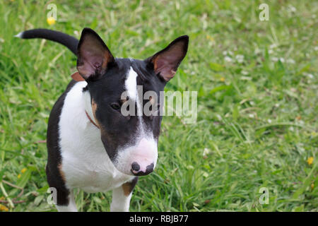 Cute miniature bull terrier is standing on a blooming meadow. Pet animals. Three month old. Stock Photo